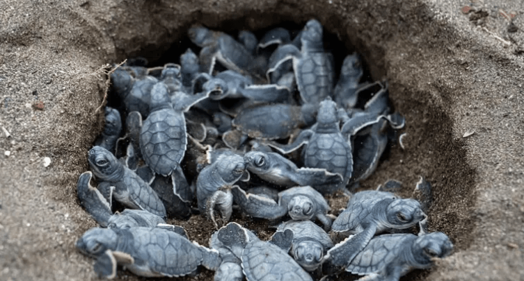 Buenas noticias ambientales: los seis logros que marcaron&nbsp;2025